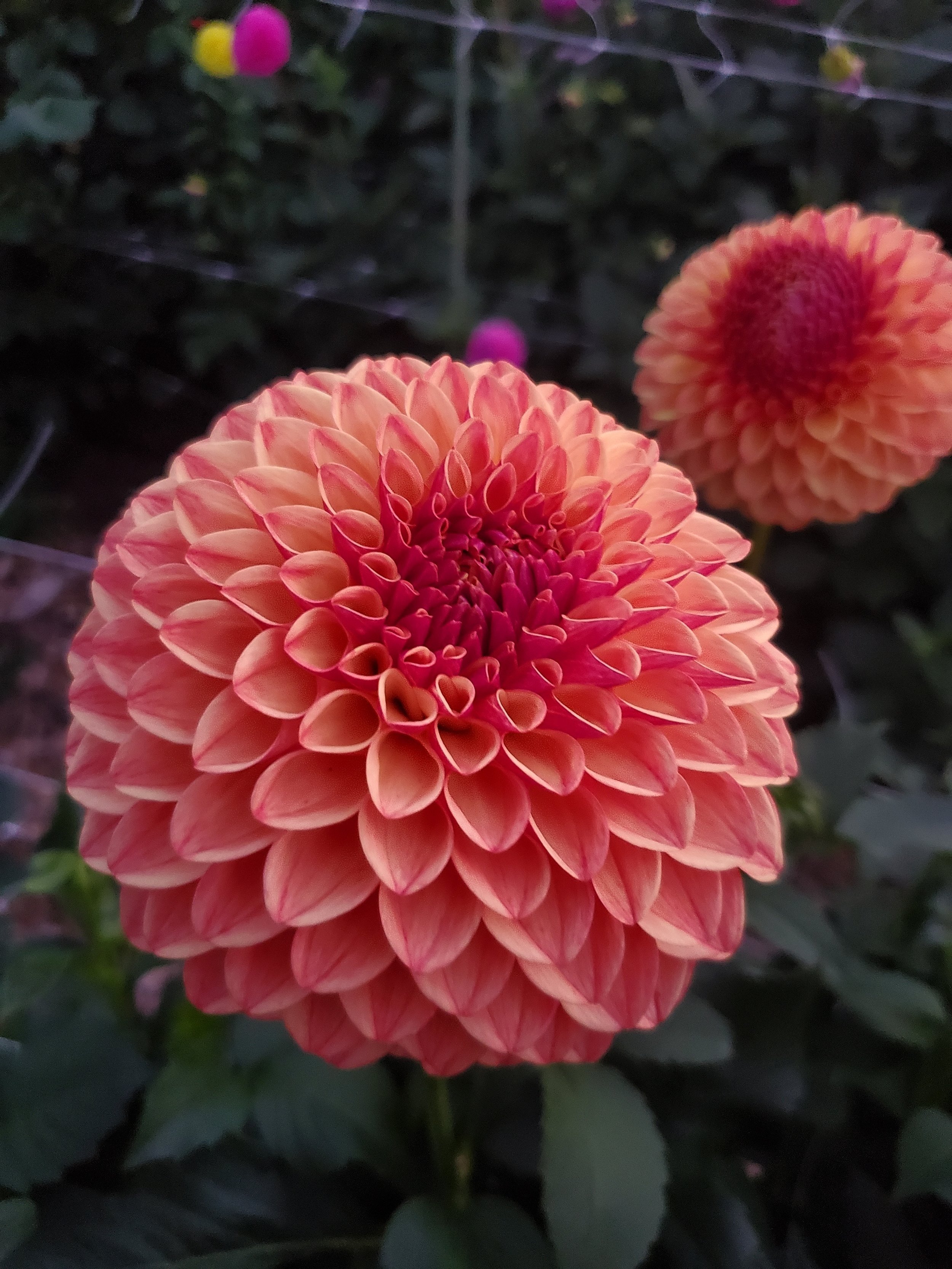 BARBARRY JESTER BB-FD-OR — Crazy 4 Dahlias